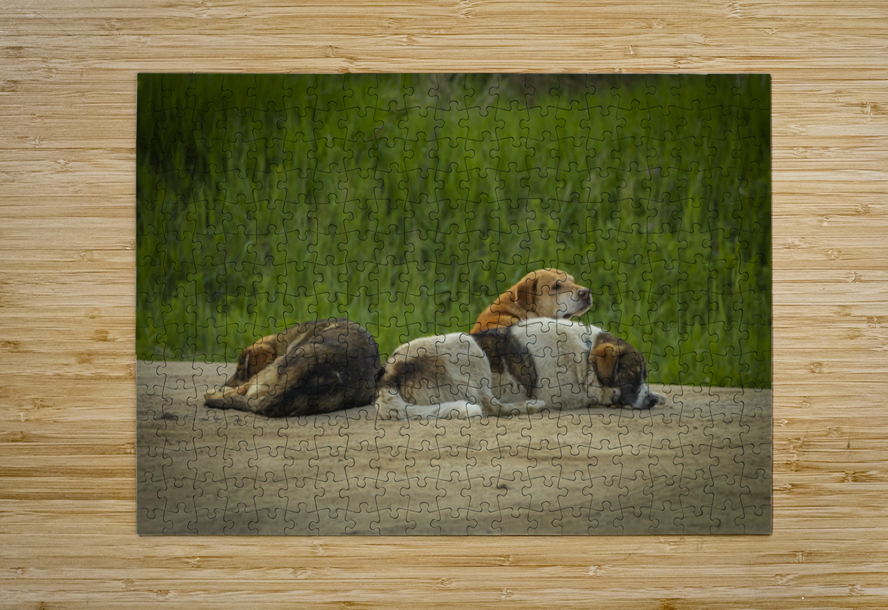Rez Dogs Marc Gilbert Photography Puzzle printing