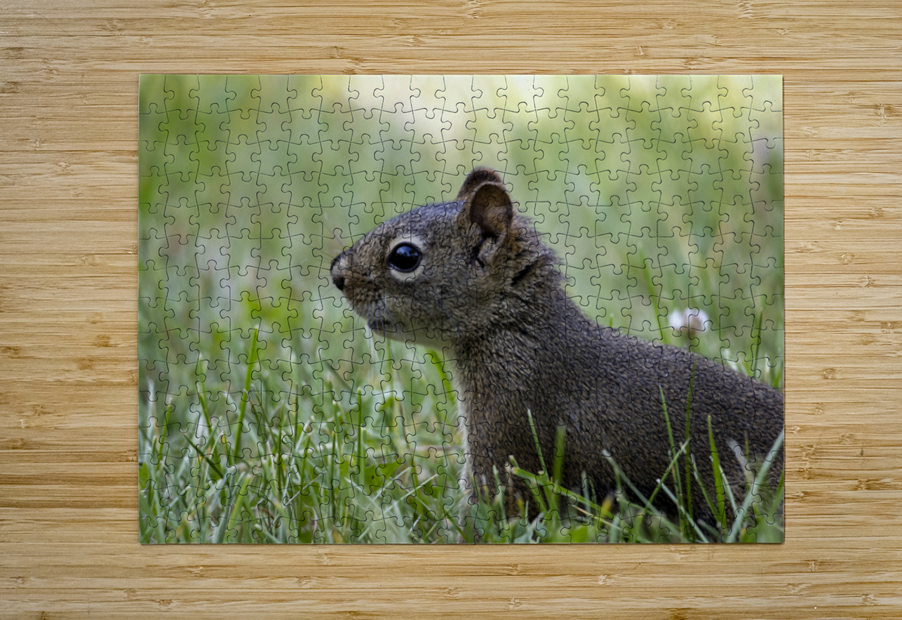 Squirrel Marc Gilbert Photography Puzzle printing