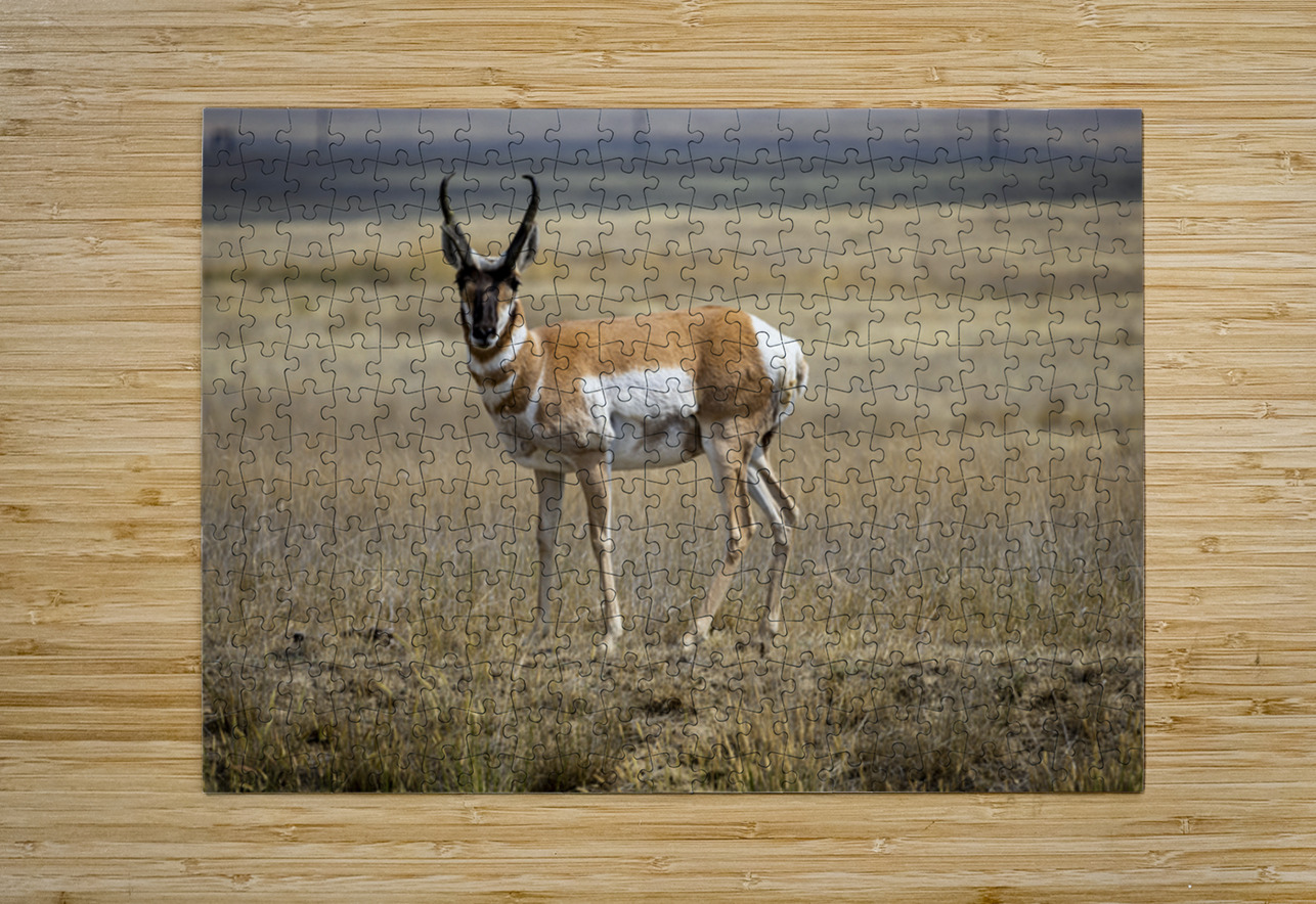 Pronghorn Antelope Marc Gilbert Photography Puzzle printing