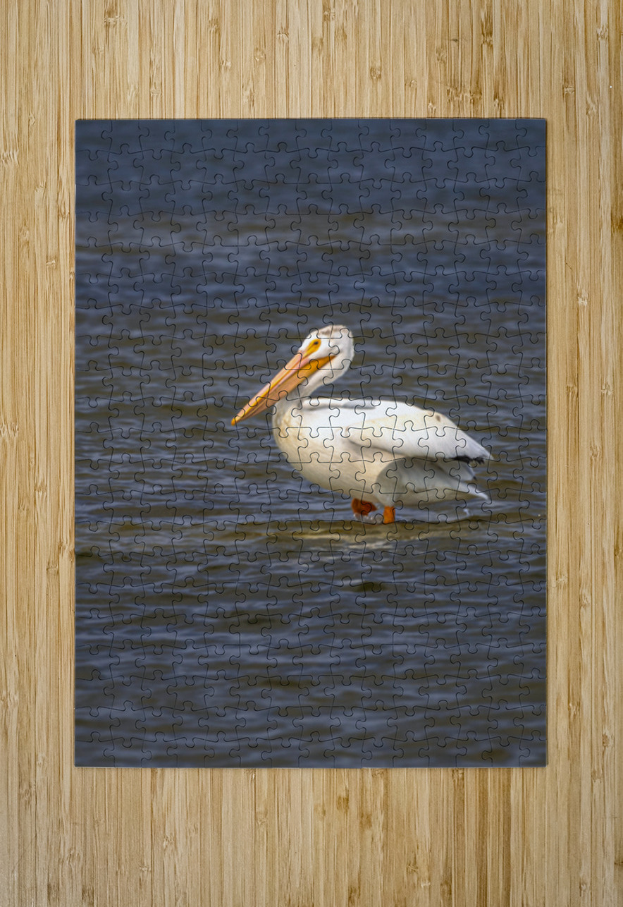 Pelican Contemplation Marc Gilbert Photography Puzzle printing