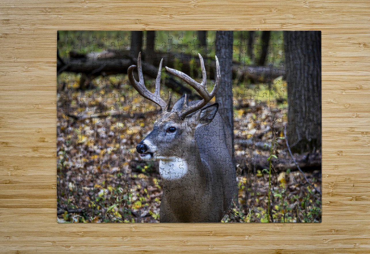Antlers and Autumn: A Portrait of Natures Beauty Marc Gilbert Photography Puzzle printing