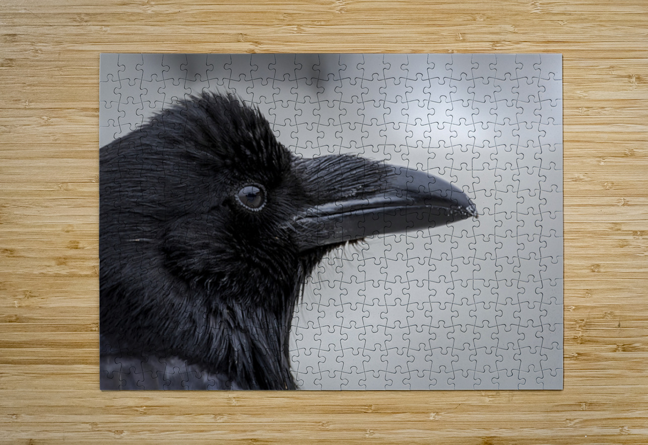 Raven Profile Marc Gilbert Photography Puzzle printing