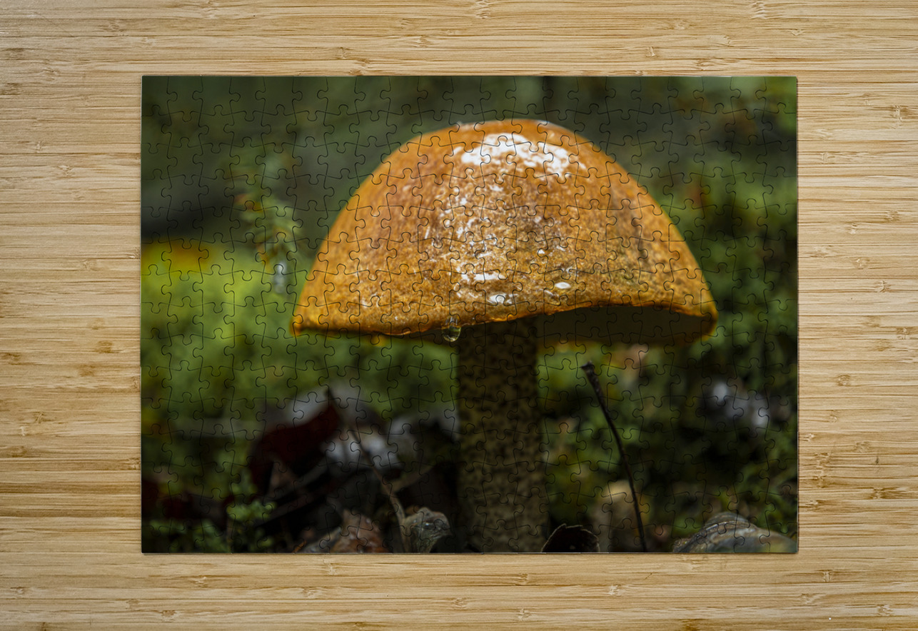 Mushroom after the rain Marc Gilbert Photography Puzzle printing