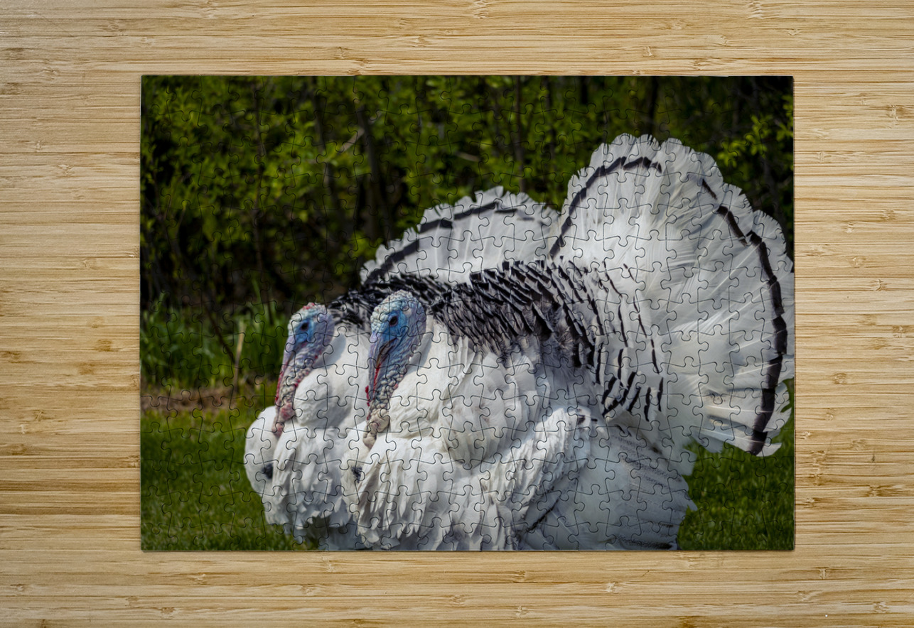 Turkeys Marc Gilbert Photography Puzzle printing