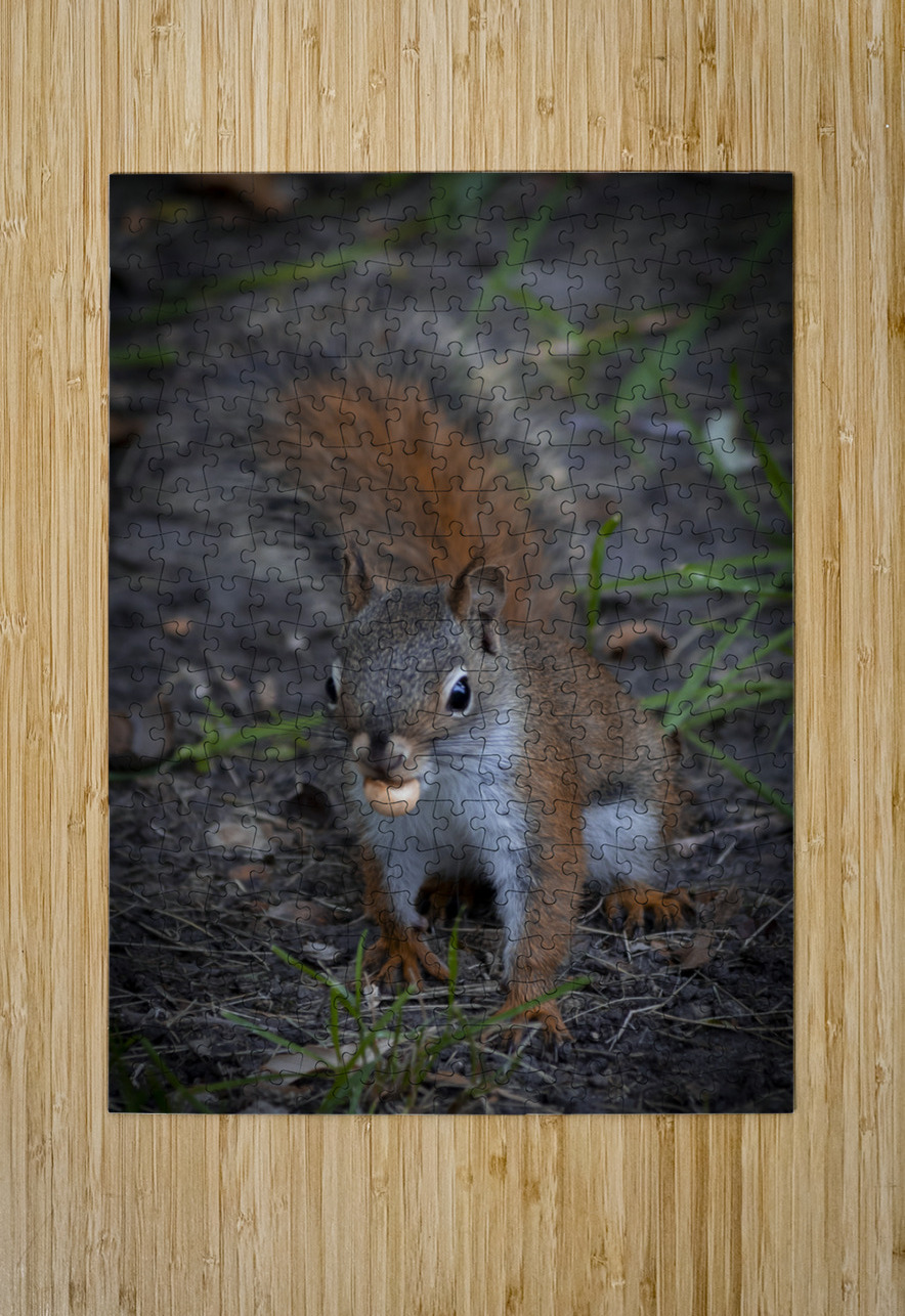Squirrel Go Nuts Marc Gilbert Photography Puzzle printing