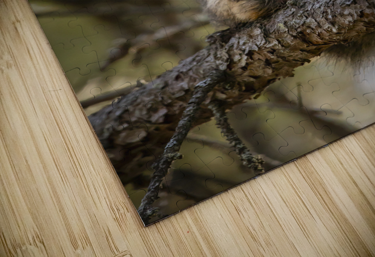 Squirrel in a Tree Marc Gilbert Photography Puzzle