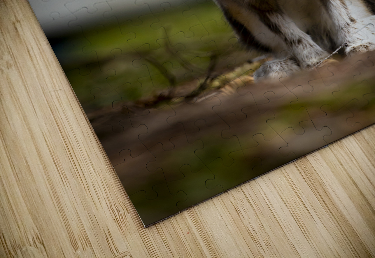 Bunny Marc Gilbert Photography Puzzle