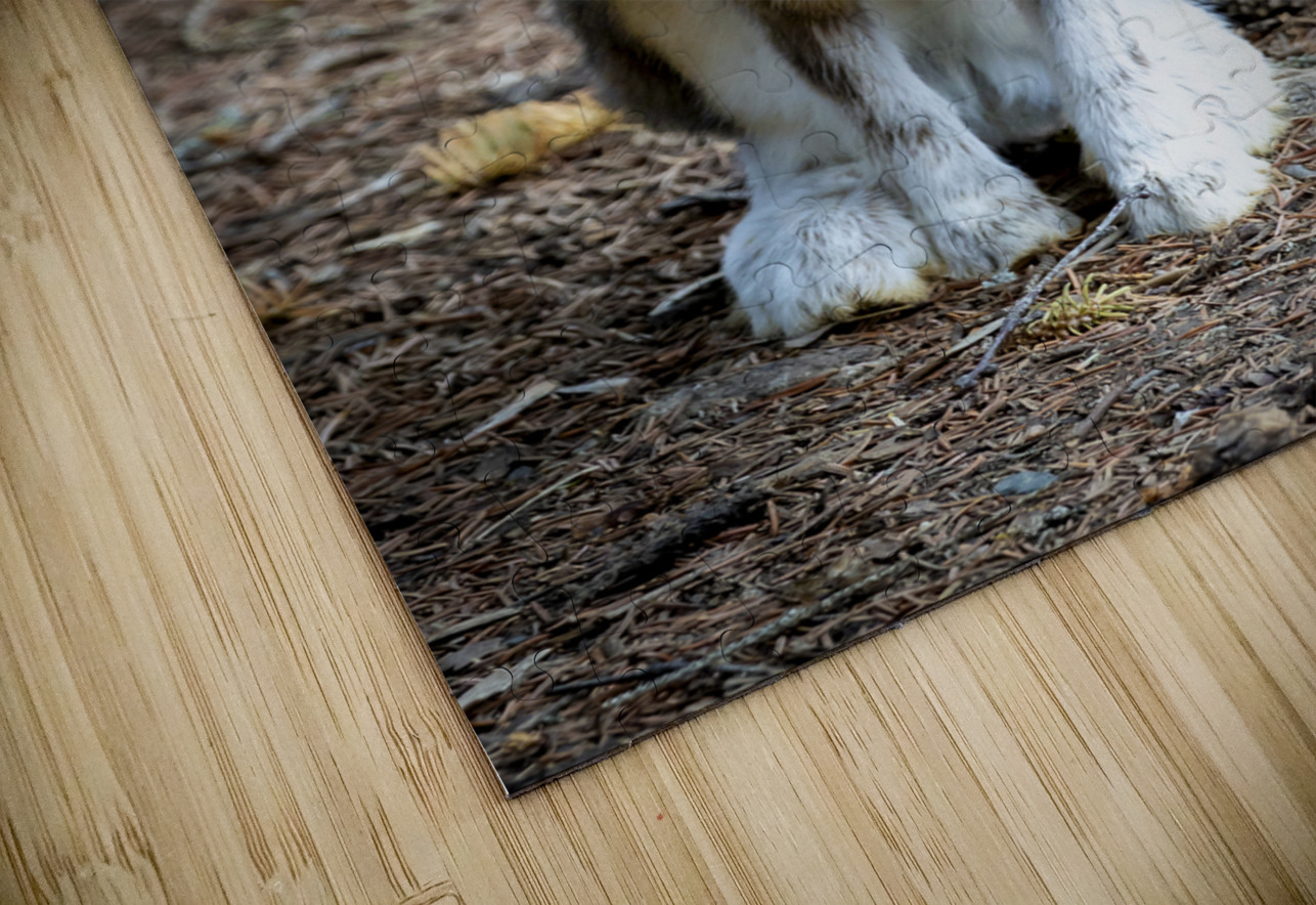 Bunny Marc Gilbert Photography Puzzle