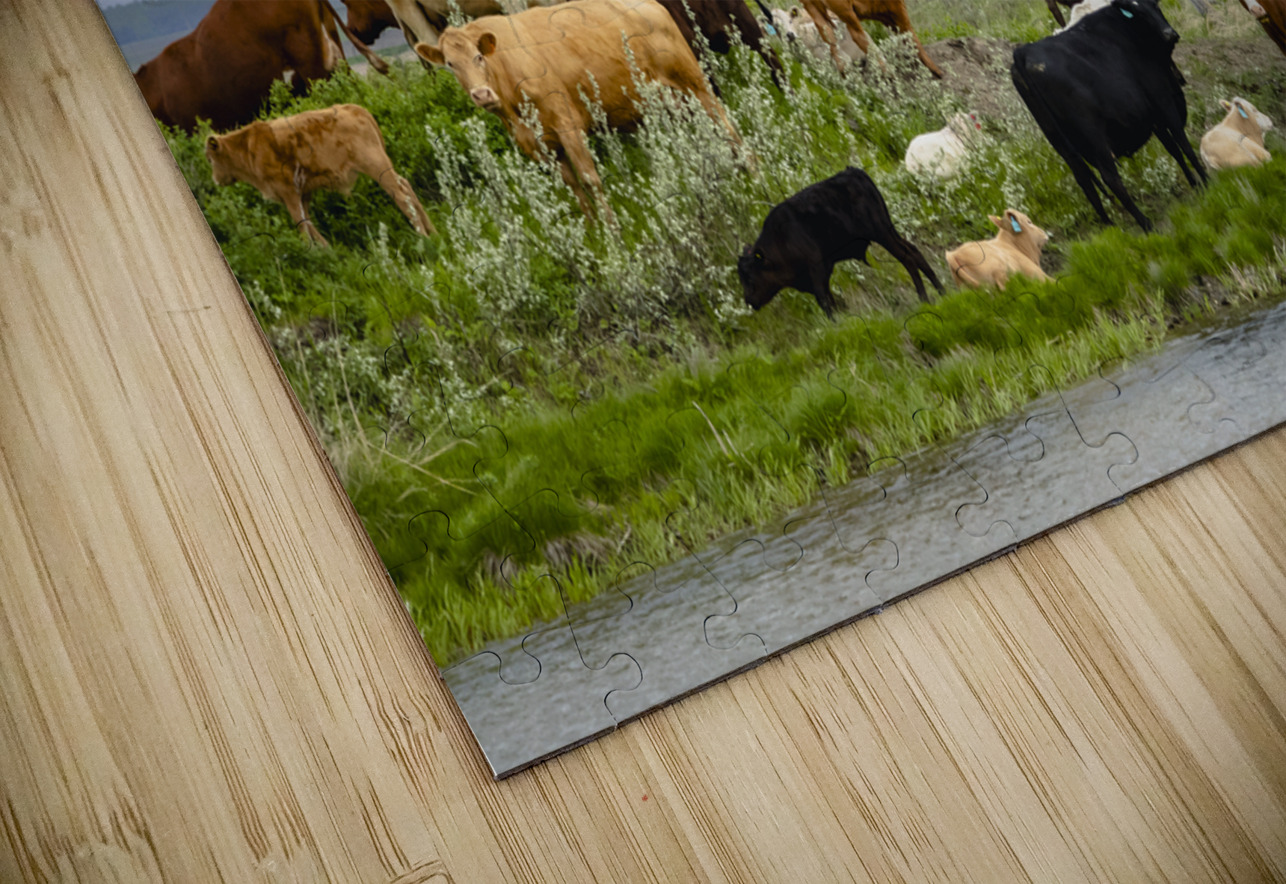 Cattle on a Hill Marc Gilbert Photography Puzzle