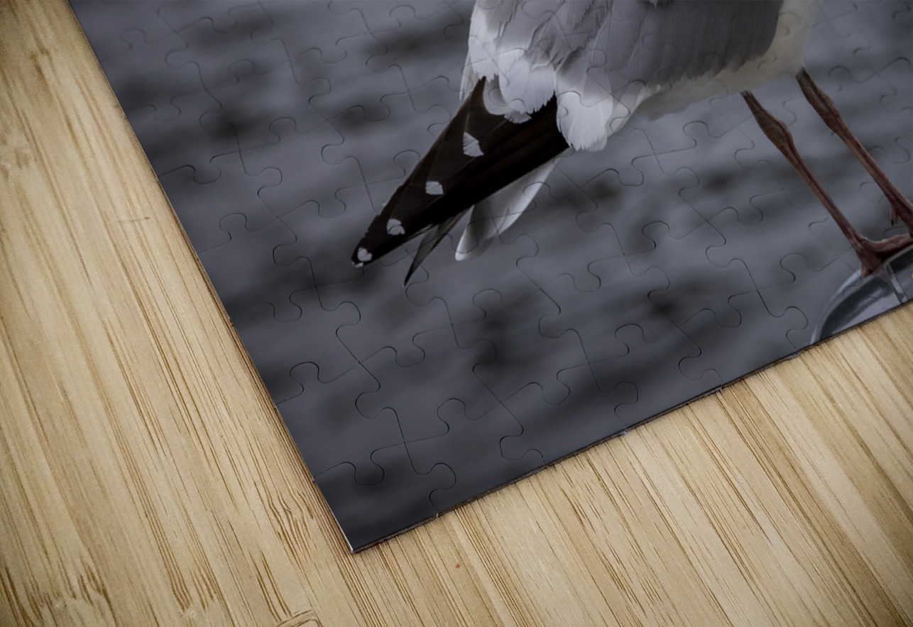 Gull Marc Gilbert Photography Puzzle