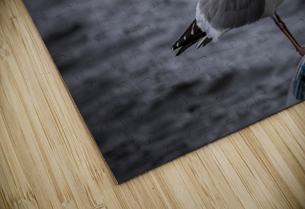 Gull Marc Gilbert Photography Puzzle