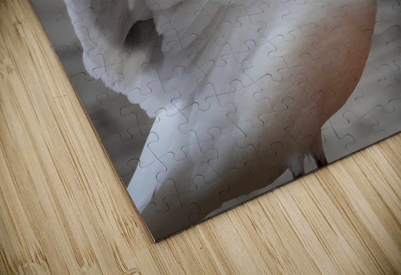 Gull Marc Gilbert Photography Puzzle