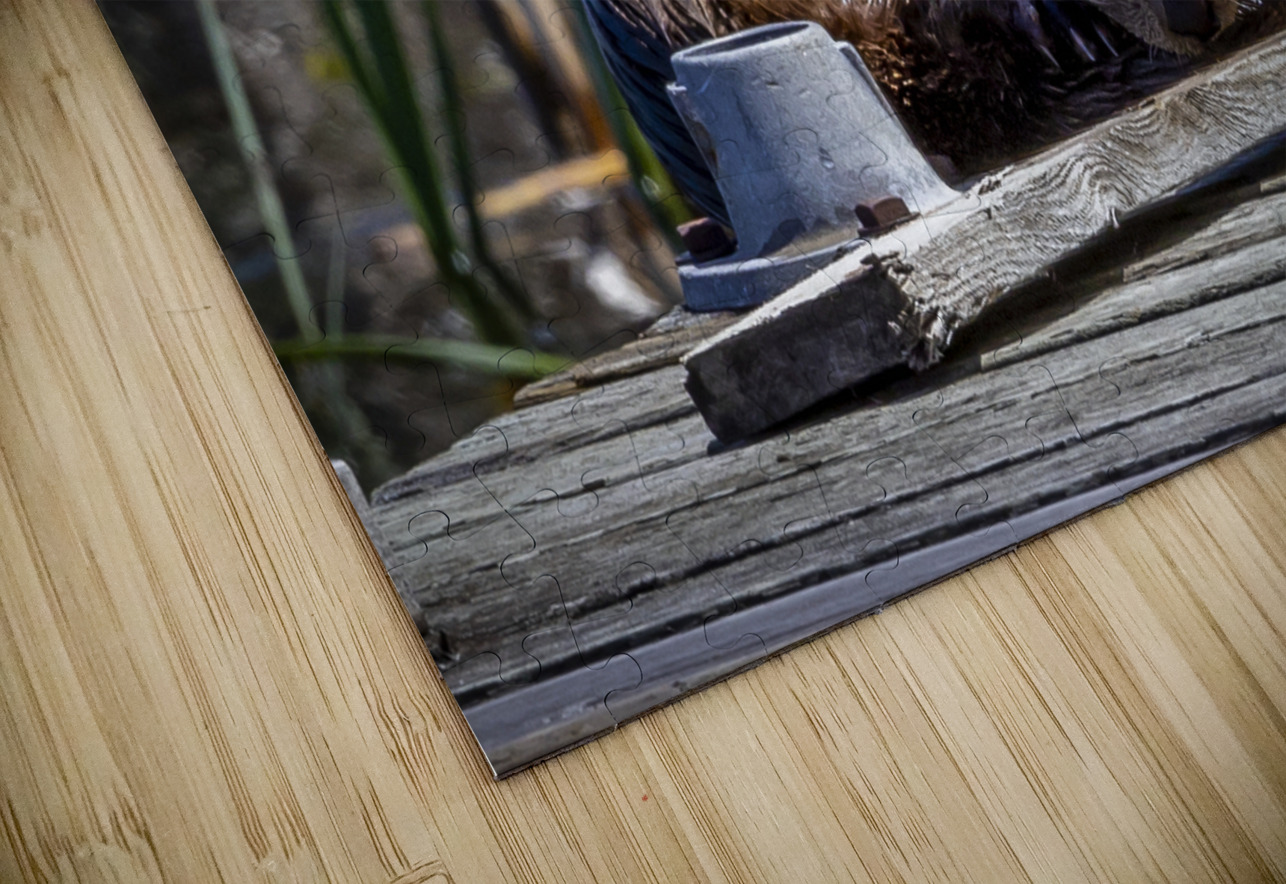 Otter Marc Gilbert Photography Puzzle