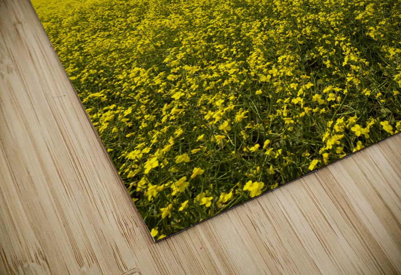 Canola Field Marc Gilbert Photography Puzzle