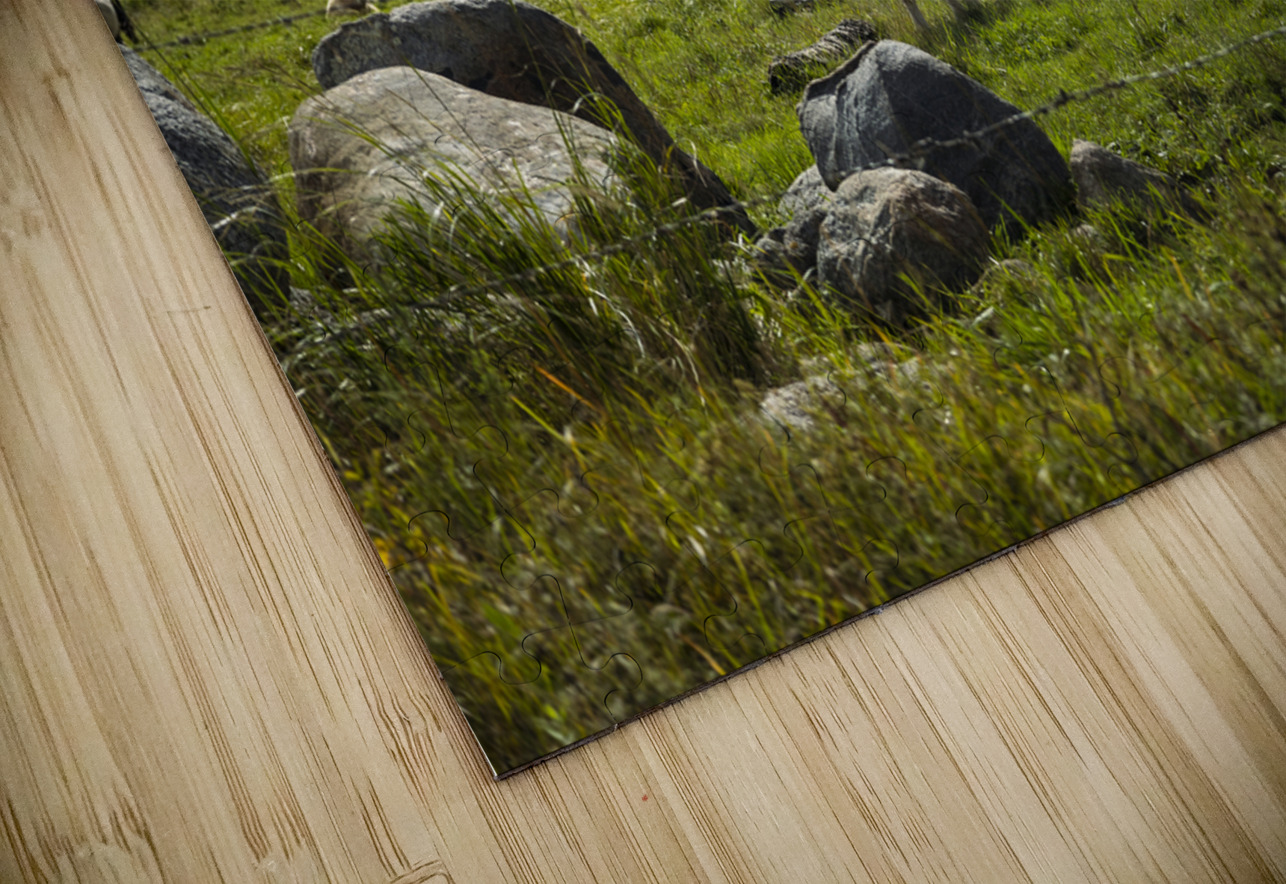 Cattle in Pasture Marc Gilbert Photography Puzzle