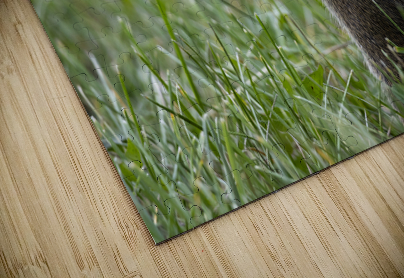 Squirrel Marc Gilbert Photography Puzzle