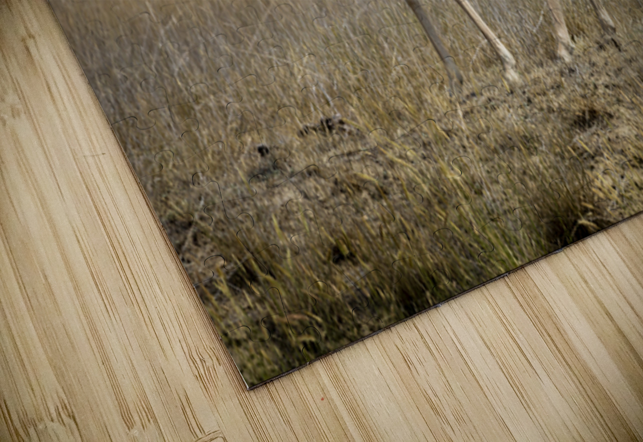 Pronghorn Antelope Marc Gilbert Photography Puzzle