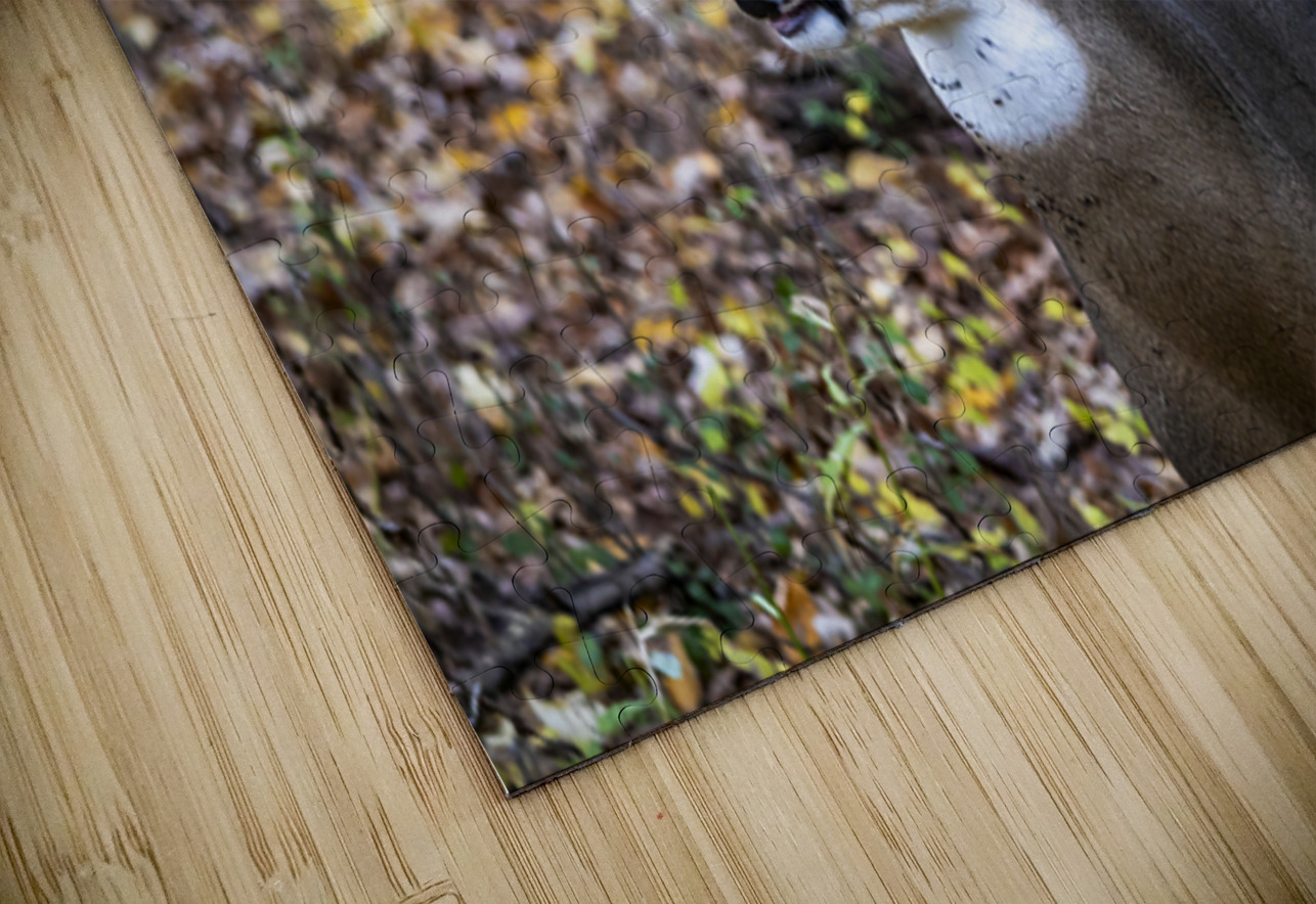 Antlers and Autumn: A Portrait of Natures Beauty Marc Gilbert Photography Puzzle