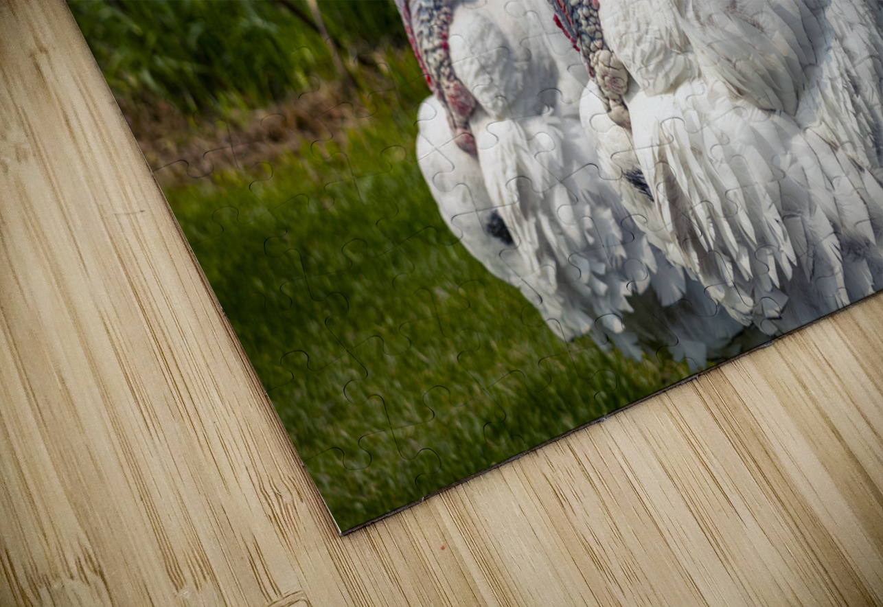 Turkeys Marc Gilbert Photography Puzzle