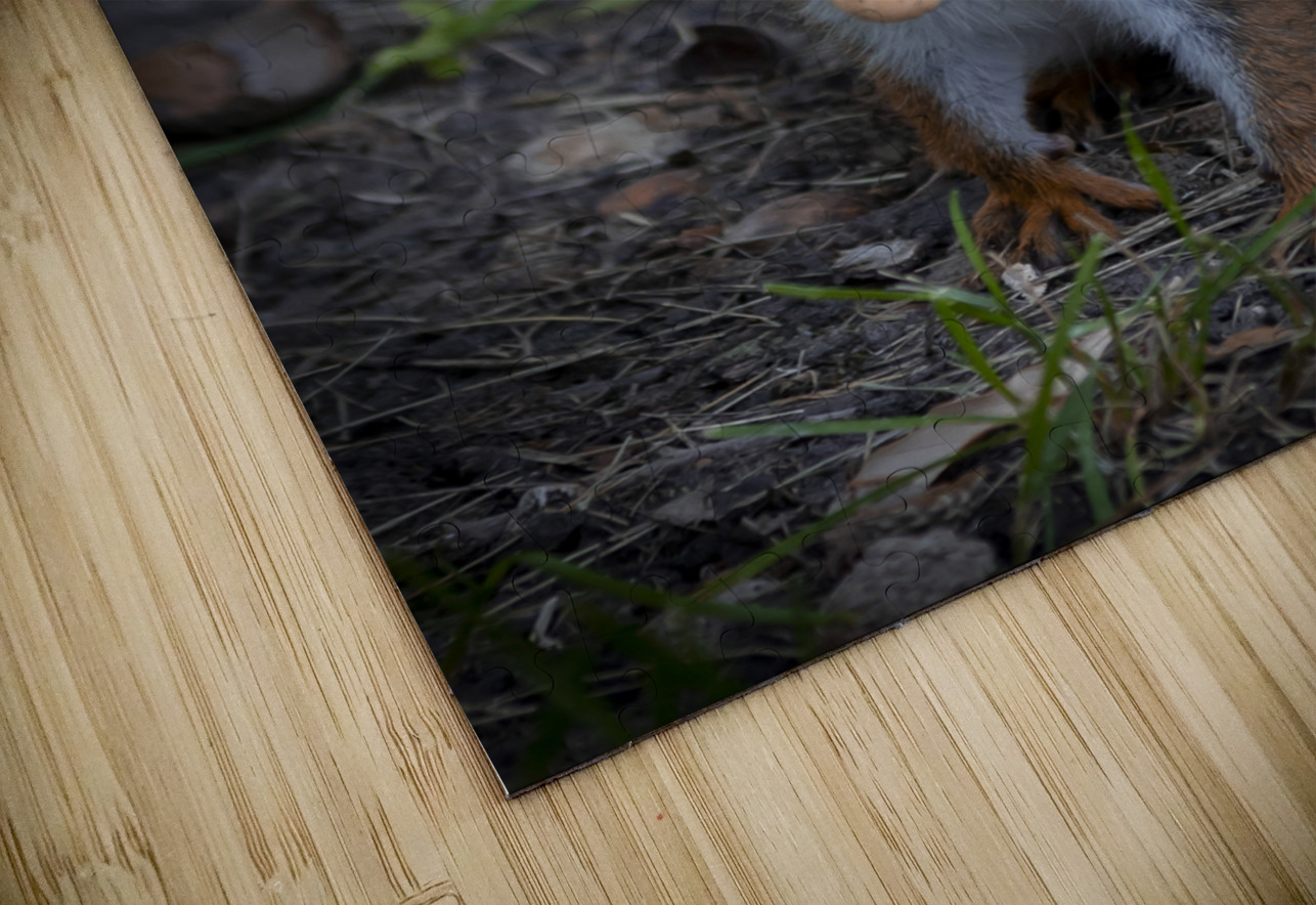 Squirrel Go Nuts Marc Gilbert Photography Puzzle