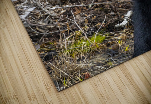 Mama Bear Marc Gilbert Photography puzzle