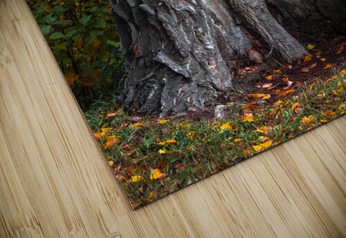 Tree Shelter Marc Gilbert Photography puzzle