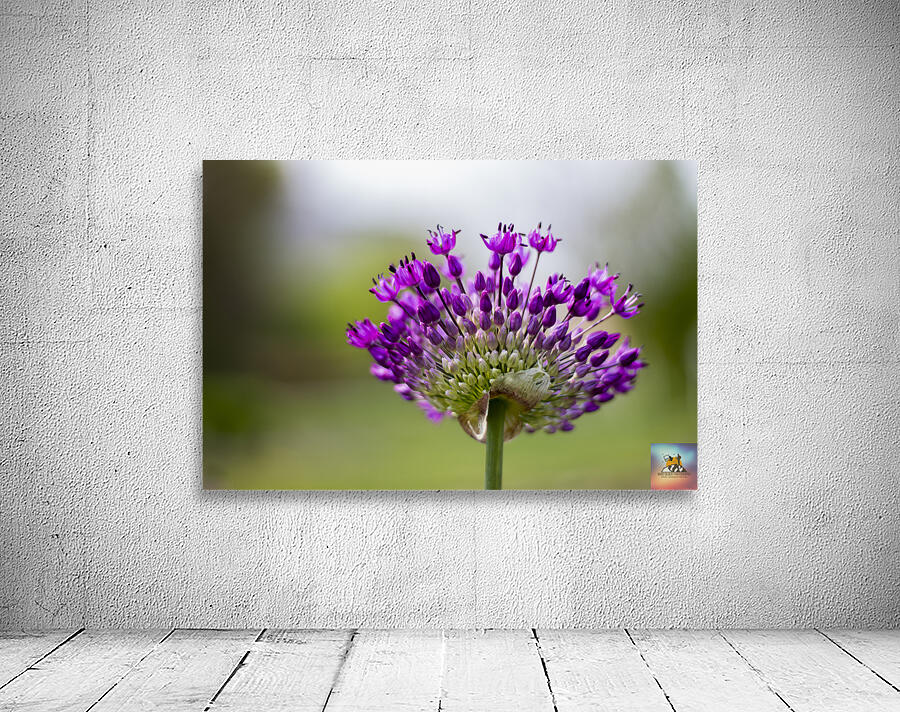 Allium Flower Wall Preview