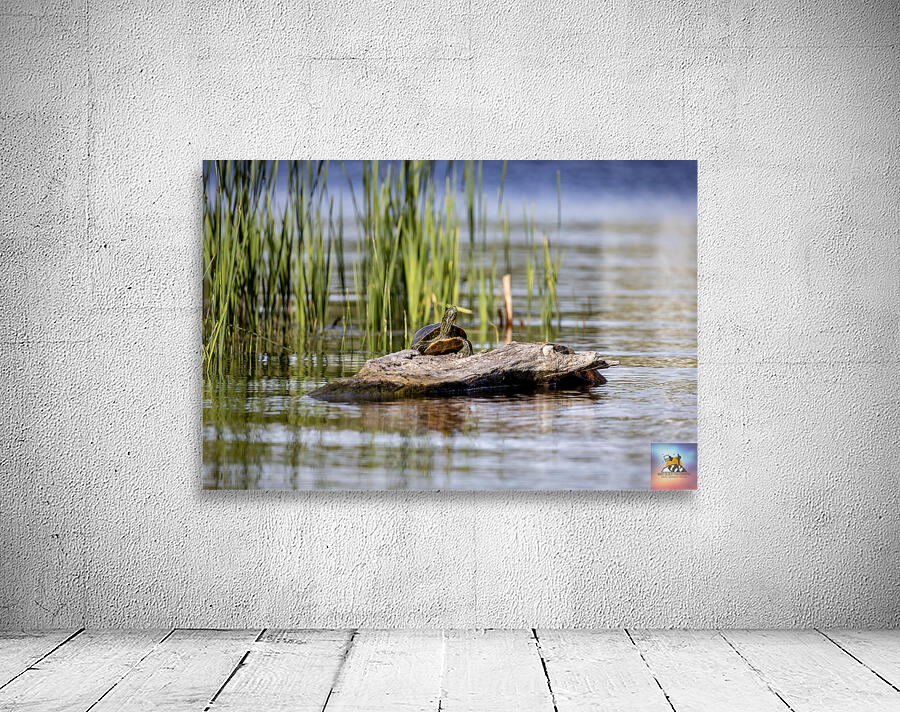 Painted Turtle Wall Preview