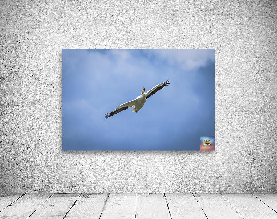 Pelican Wall Preview