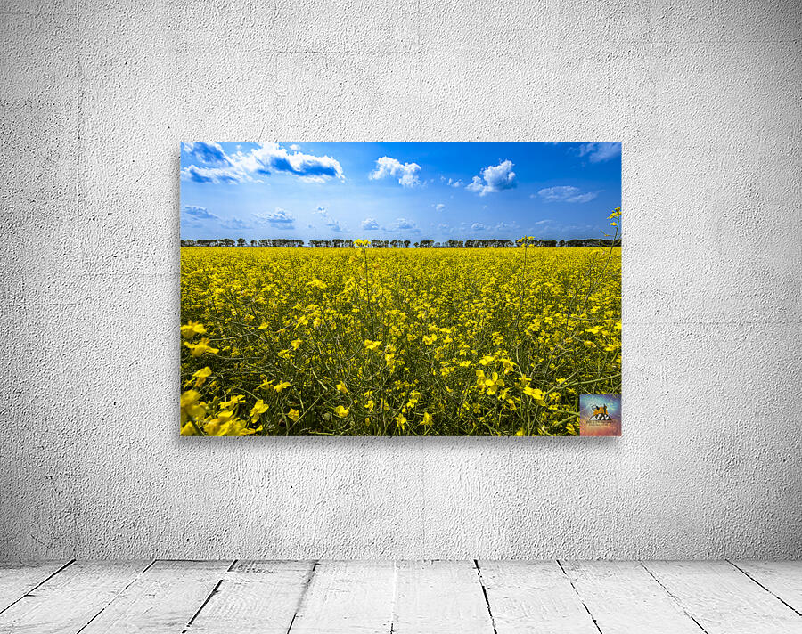 Canola Field Wall Preview