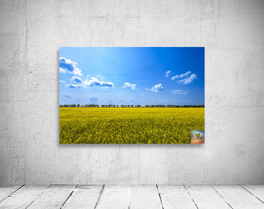 Canola Field Wall Preview