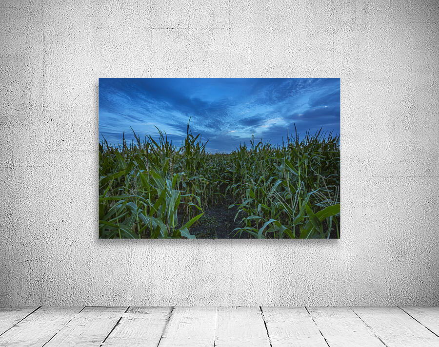 Cornfield at Sunset Wall Preview