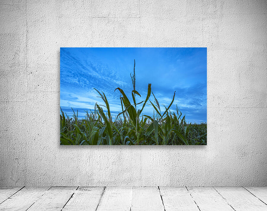 Cornfield at Sunset Wall Preview