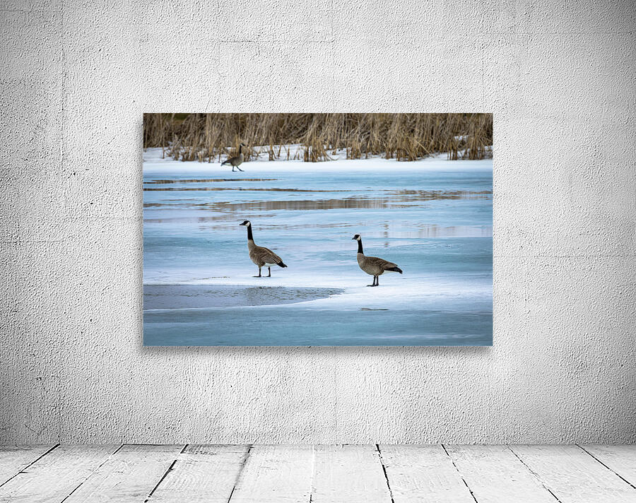 Geese During Spring Thaw Wall Preview