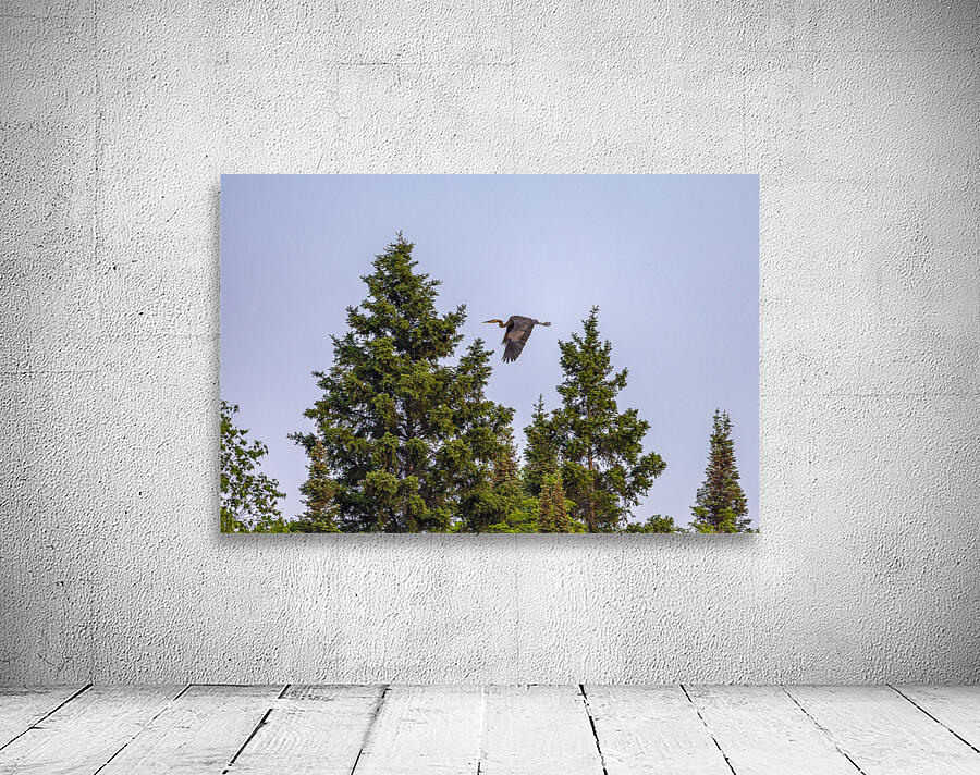 Blue Heron Over the Canopy Wall Preview