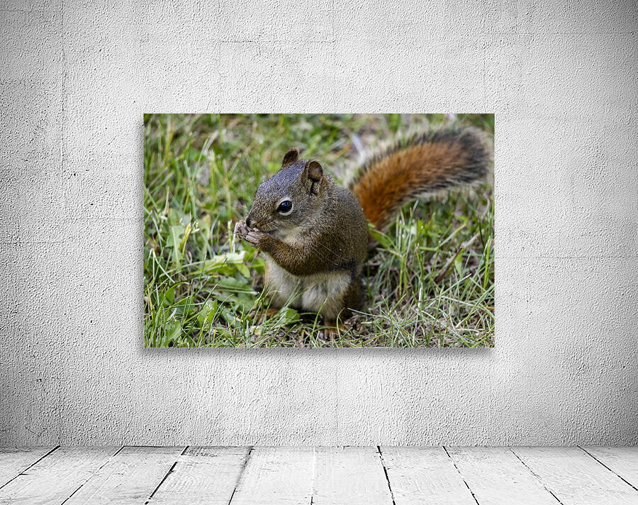 Squirrel  Wall Preview