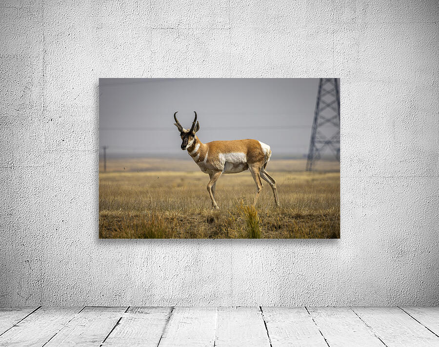 Pronghorn Antelope Wall Preview