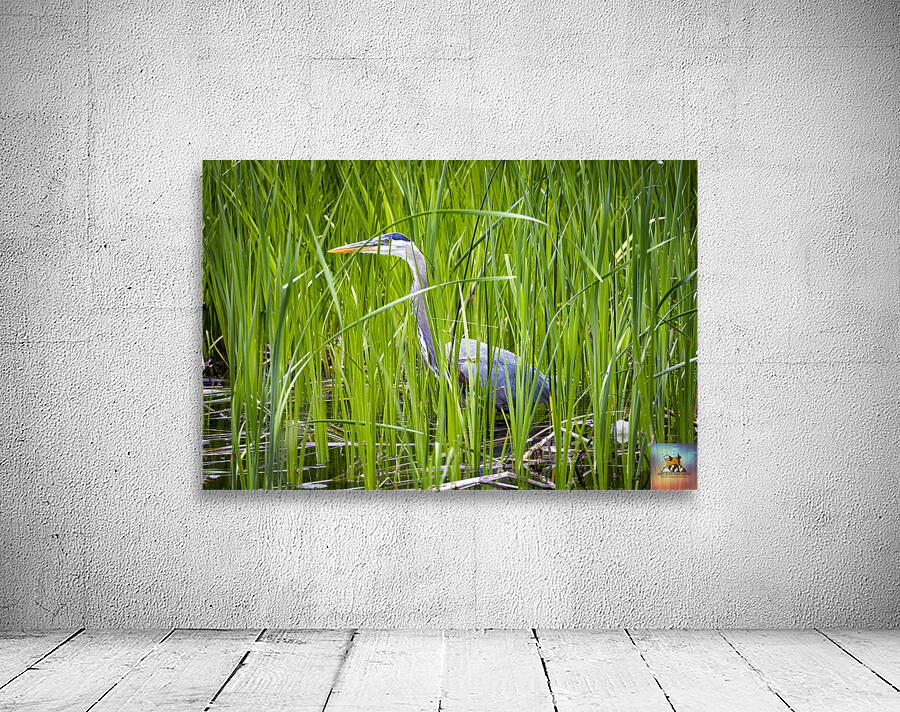Blue Heron in Tall Grass Wall Preview