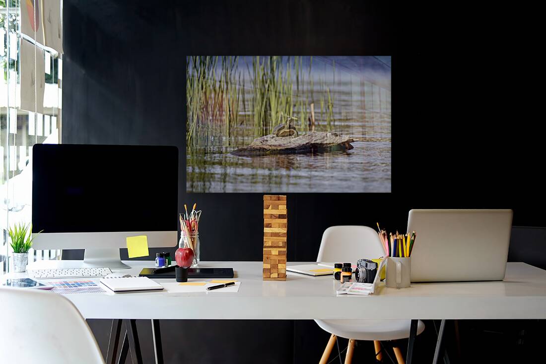 Painted Turtle Reproduction