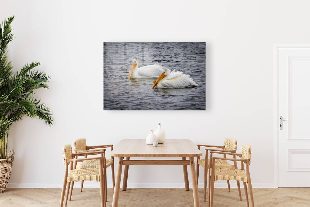 Pelicans Reproduction