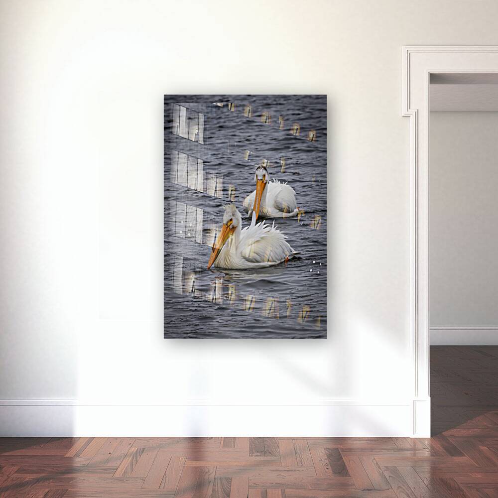 Pelicans Reproduction