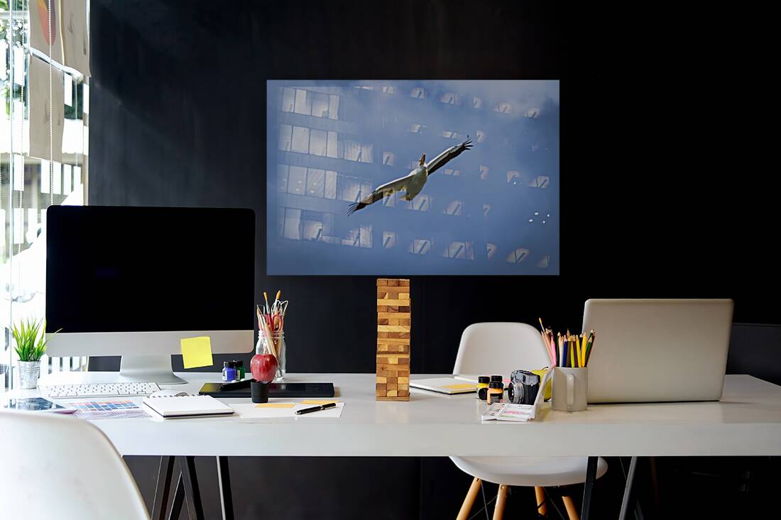 Pelican Reproduction