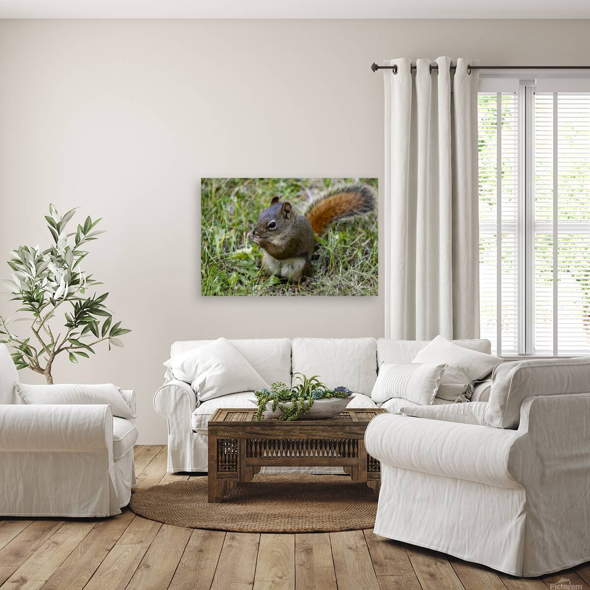 Squirrel  Reproduction