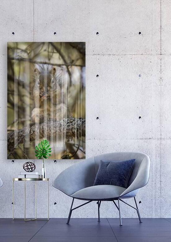 Squirrel in a Tree by Marc Gilbert Photography