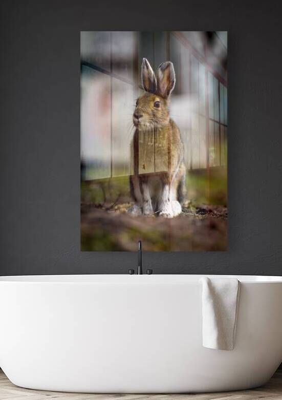 Bunny by Marc Gilbert Photography