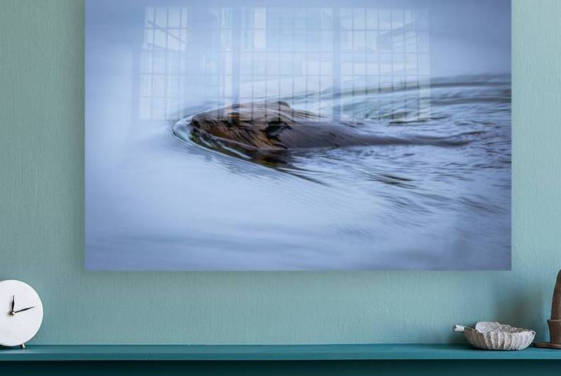 Beaver On still Waters by Marc Gilbert Photography