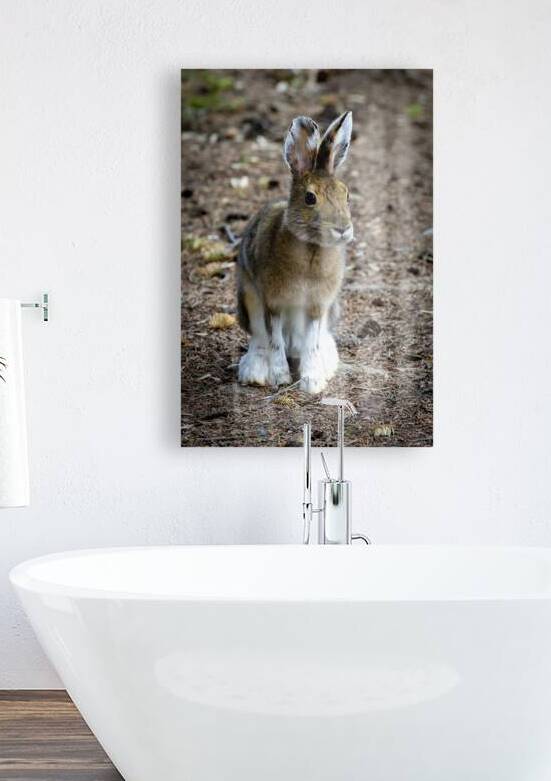 Bunny by Marc Gilbert Photography