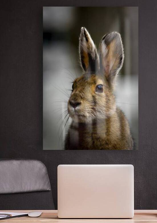 Bunny by Marc Gilbert Photography
