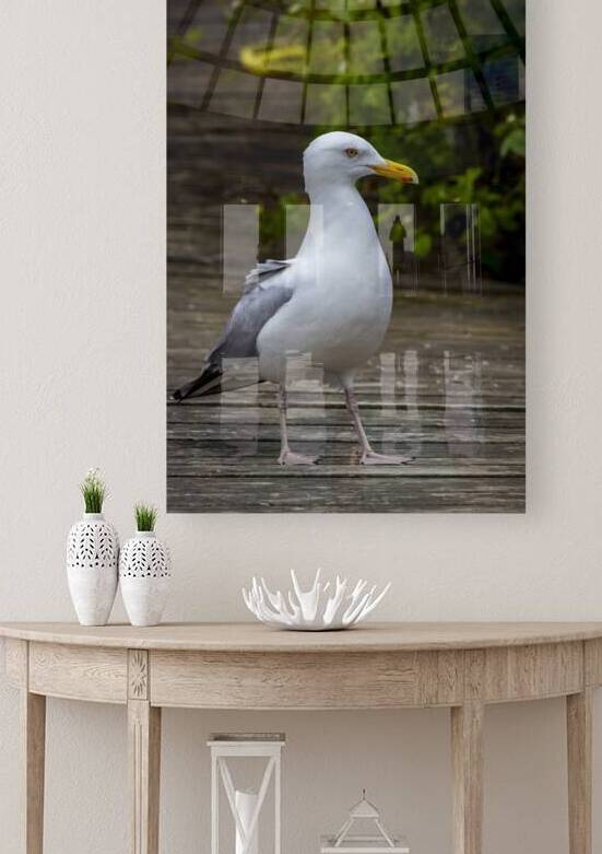 Gull by Marc Gilbert Photography