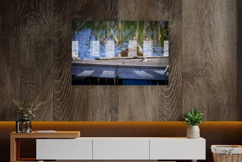 Otter by Marc Gilbert Photography